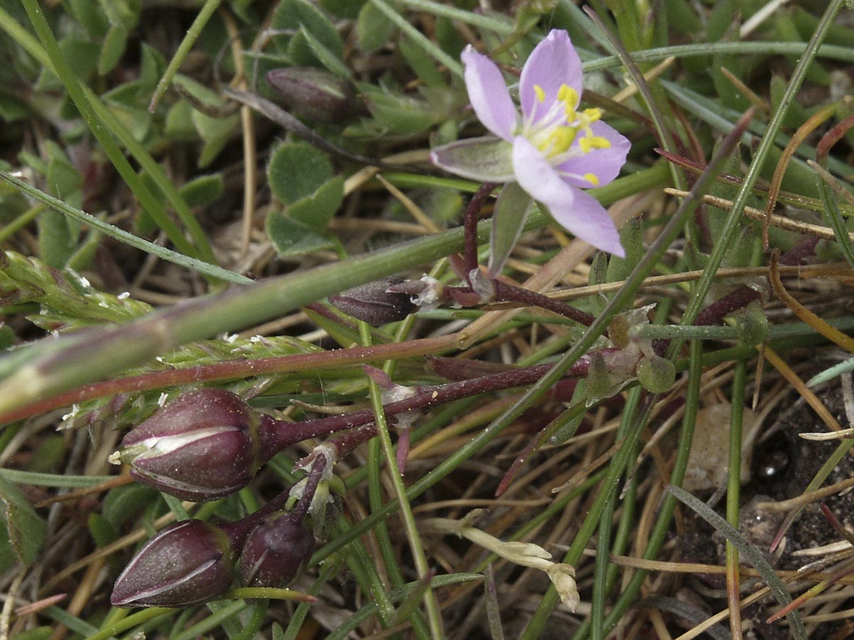 Blüte und Knospen